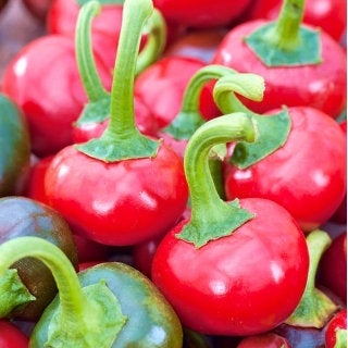 Coral pepper Seeds 0.2 Grams - Vesta Market