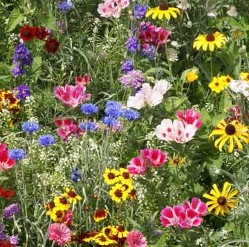 Butterfly Attracting Flower Mix - Vesta Market