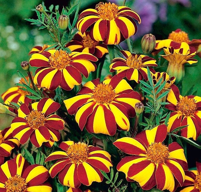 Tagetes Clown - tall 200 seeds Vesta Market