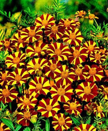 Tagetes Clown - tall 200 seeds Vesta Market