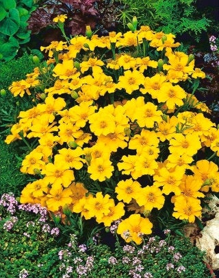 Tagetes Sunny - spread, lemon yellow seeds Vesta Market