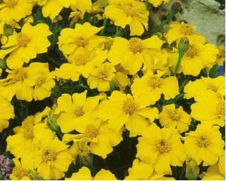 Tagetes Sunny - spread, lemon yellow seeds Vesta Market
