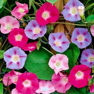 Three-colored wolf-berry seeds Vesta Market
