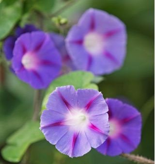 Three-colored wolf-berry seeds Vesta Market