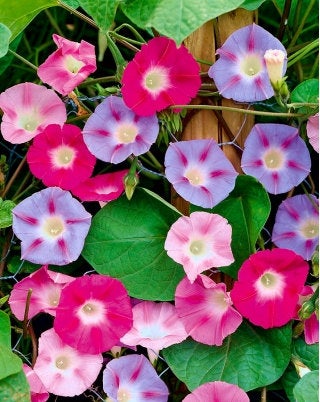 Three-colored wolf-berry seeds Vesta Market