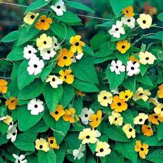 Tunbergia - a mix of colors 25 seeds Vesta Market