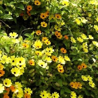 Tunbergia - a mix of colors 25 seeds Vesta Market