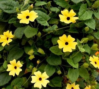 Tunbergia - a mix of colors 25 seeds Vesta Market