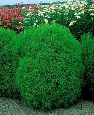 Pretty Mietelnik Bassia Scoparia Seeds - Vesta Market