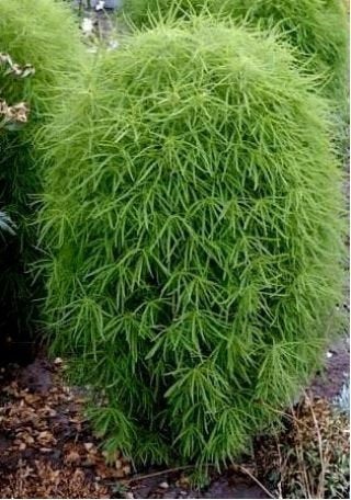 Pretty Mietelnik Bassia Scoparia Seeds - Vesta Market