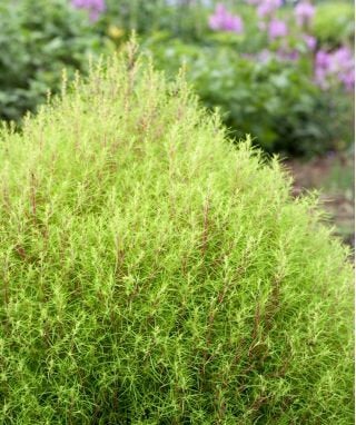 Pretty Mietelnik Bassia Scoparia Seeds - Vesta Market