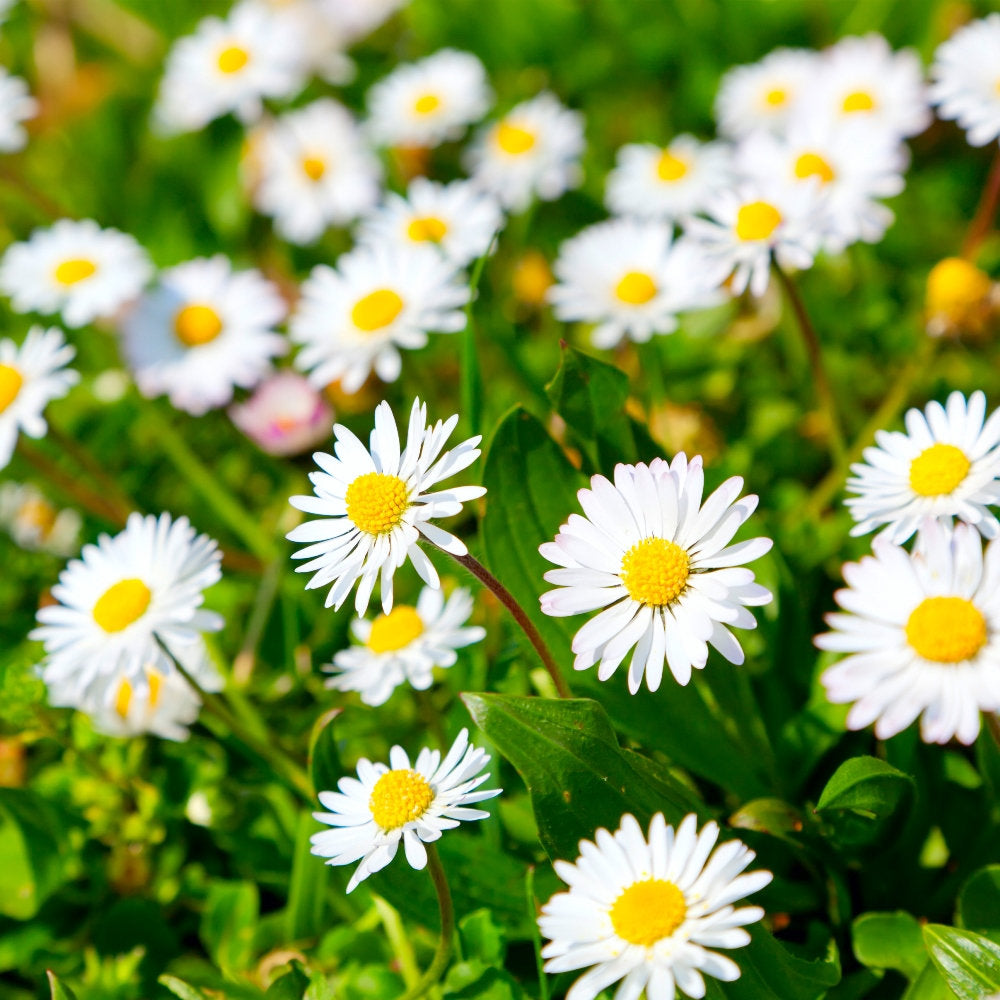 Meadow Daisy 100 seeds - Vesta Market