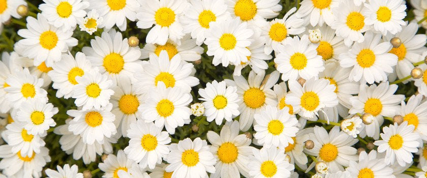 Meadow Daisy 100 seeds - Vesta Market