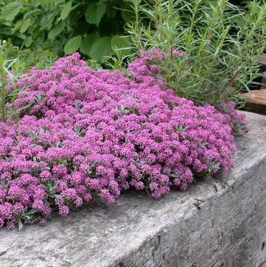 Sweet Alyssum Lobularia maritima 200 seeds Vesta Market