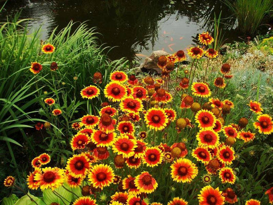 Gaillardia Aristata 100 seeds - Vesta Market