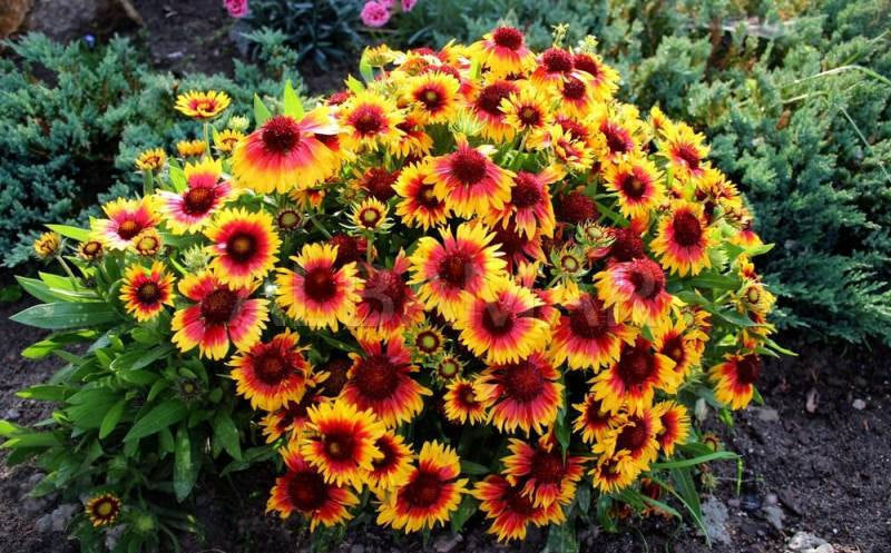 Gaillardia Aristata 100 seeds - Vesta Market