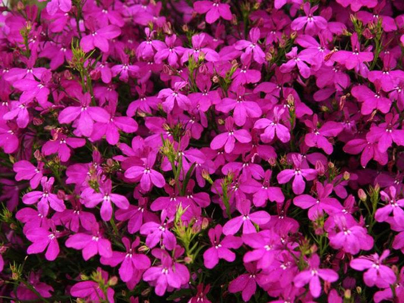 Lobelia Cape Carmine 100 Seeds - Vesta Market