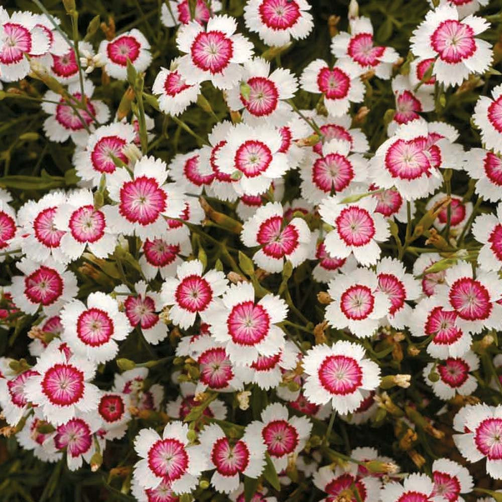 Dotted Carnation Seeds Red/White 100 Seeds - Vesta Market