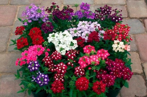 Garden Verbena Mix colors 100 seeds - Vesta Market