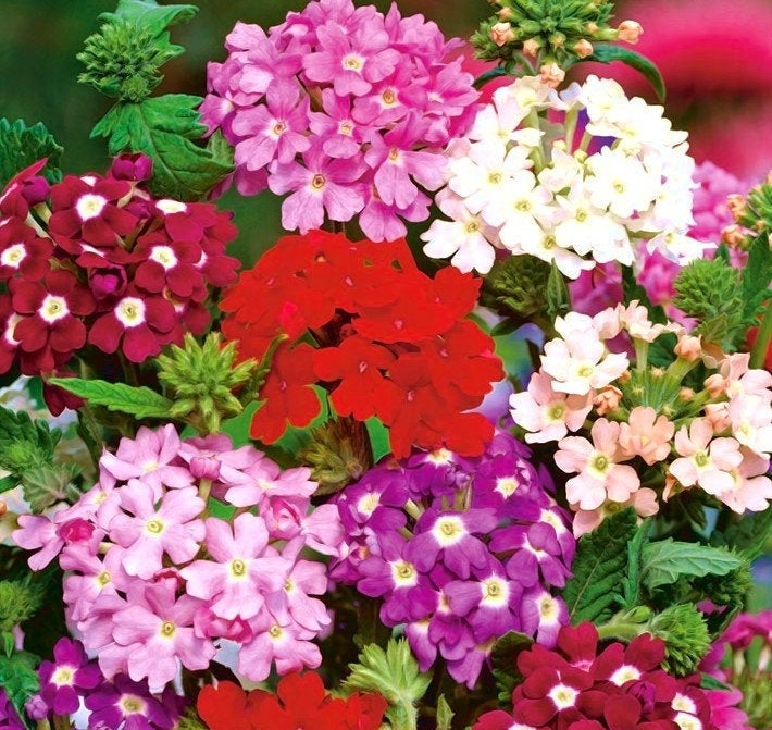Garden Verbena Mix colors 100 seeds - Vesta Market