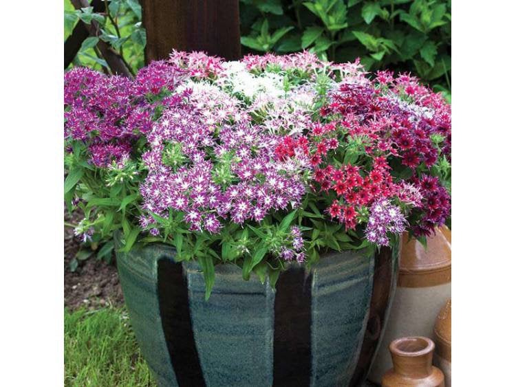 Drummond's Phlox mixed colour 100 seeds - Vesta Market