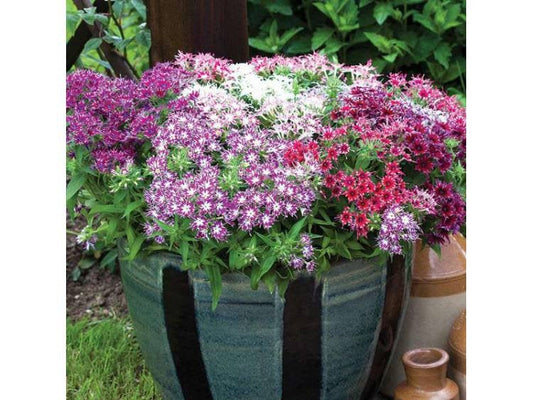 Drummond's Phlox mixed colour 100 seeds - Vesta Market