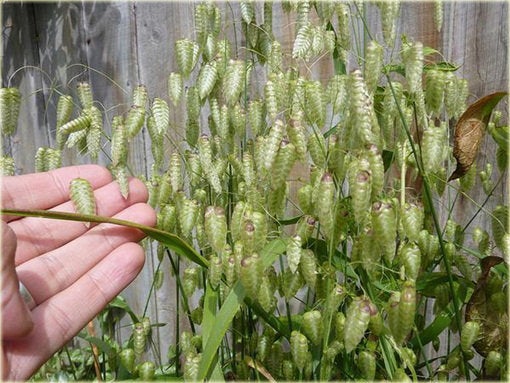Briza Maxima 100 seeds - Vesta Market