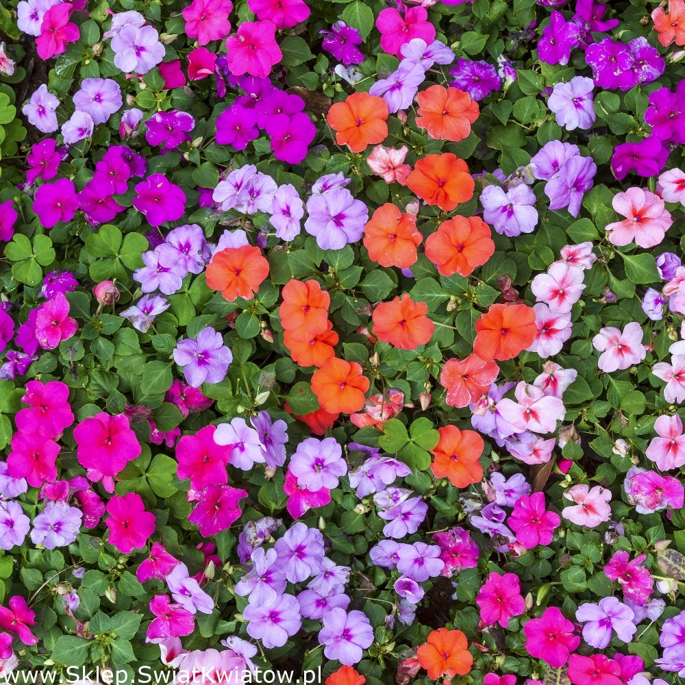 Busy Lizzie Flower 50 seeds mix colors - Vesta Market