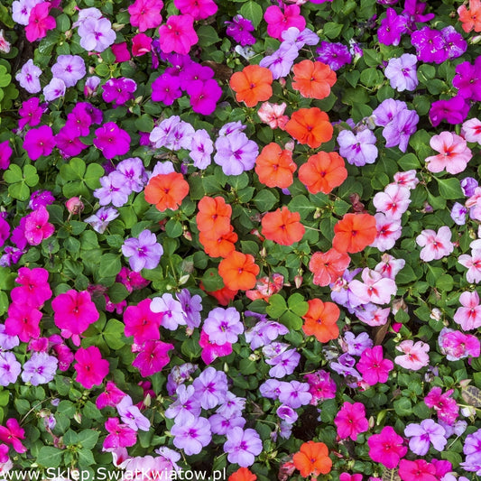 Busy Lizzie Flower 50 seeds mix colors - Vesta Market