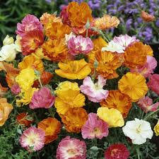 Eruption Full Ballerina 100 seeds - Vesta Market