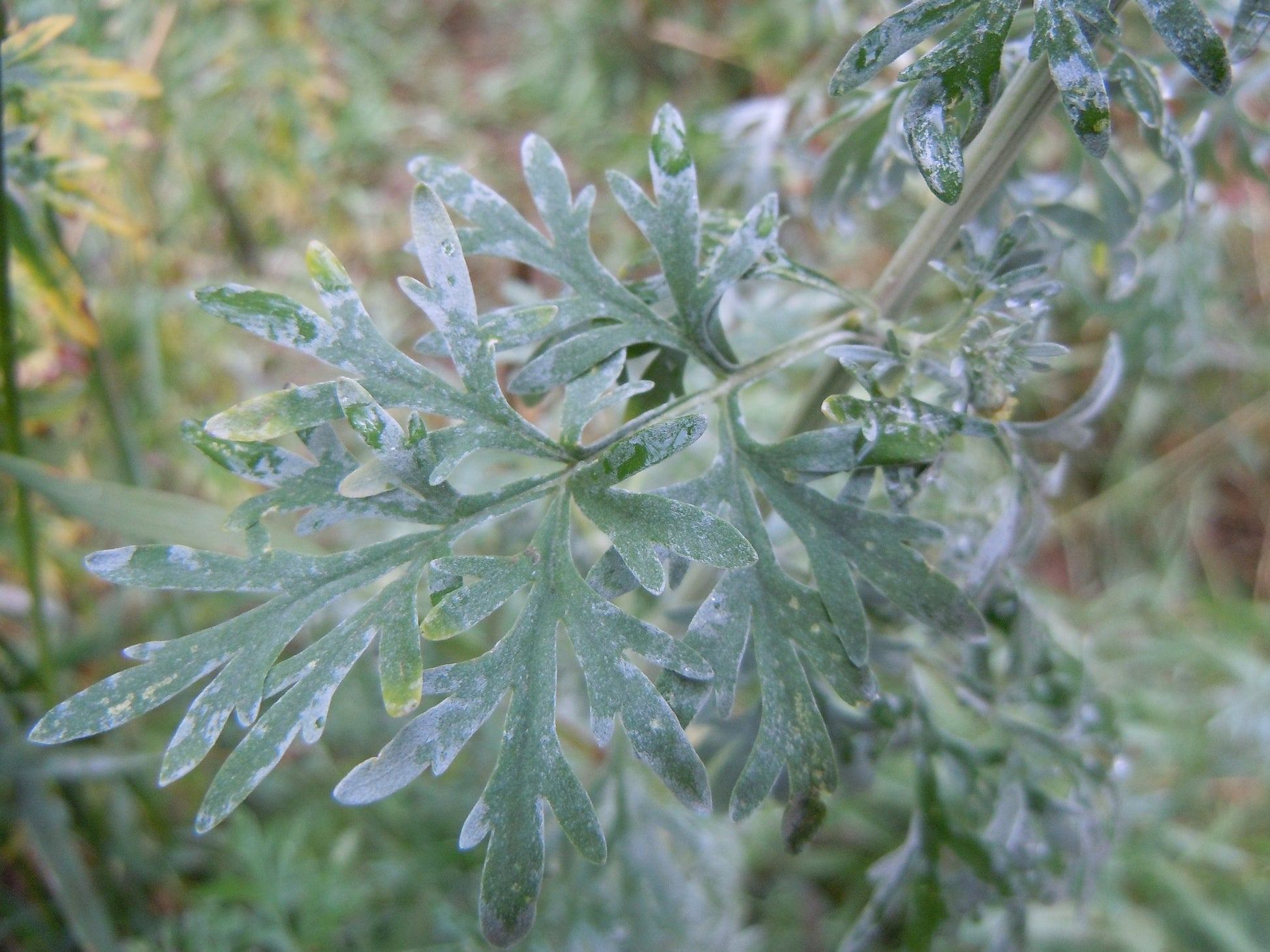 Common Wormwood Plant 100 seeds - Vesta Market