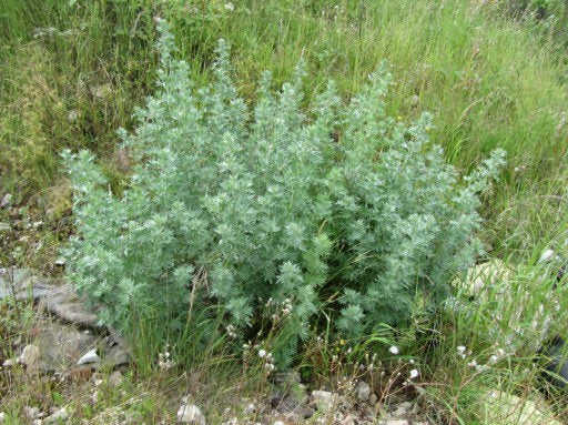 Common Wormwood Plant 100 seeds - Vesta Market
