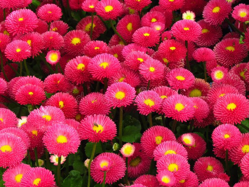 Large Flower Meadow Daisy Red 100 seeds - Vesta Market