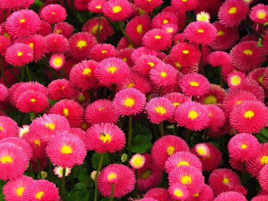 Large Flower Meadow Daisy Red 100 seeds - Vesta Market