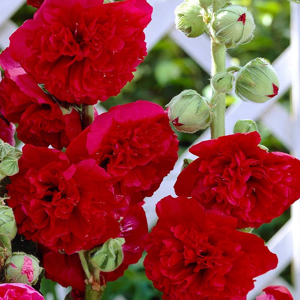 Althaea Rosea Hollyhock Red 50 seeds - Vesta Market