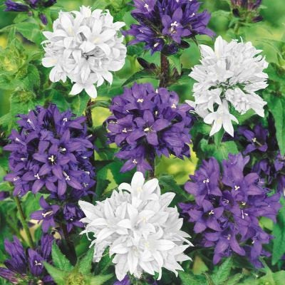 Clustered Bellflower Mixed 100 Seeds - Vesta Market