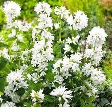 Clustered Bellflower White 100 Seeds - Vesta Market