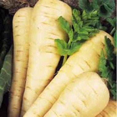 Parsnip Kamo Root 5000 seeds - Vesta Market