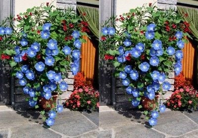 Climbing Purple Morning Glory 100 seeds - Vesta Market