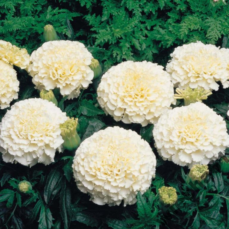 Aztec Marigold 60 seeds - Vesta Market