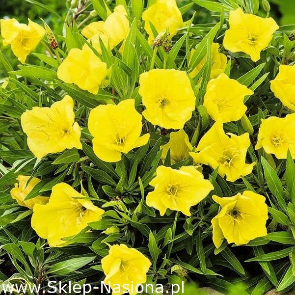 Missouri Evening Primrose 25 seeds - Vesta Market