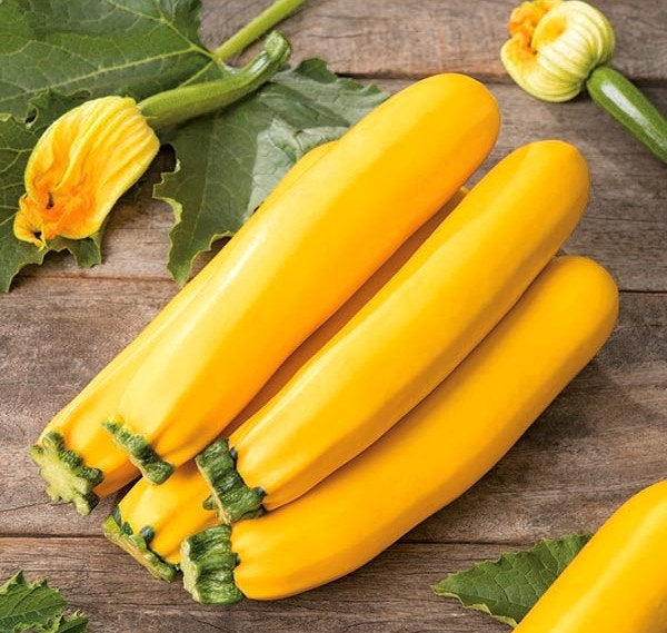 Zucchini Atena Polka 20 seeds Vesta Market