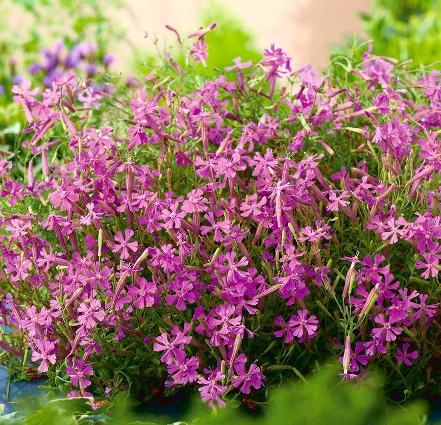 Silene Pendula Pink 200 seeds Vesta Market