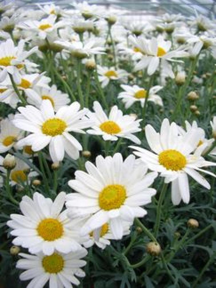 Oxeye Daisy White - 300 seeds - Vesta Market