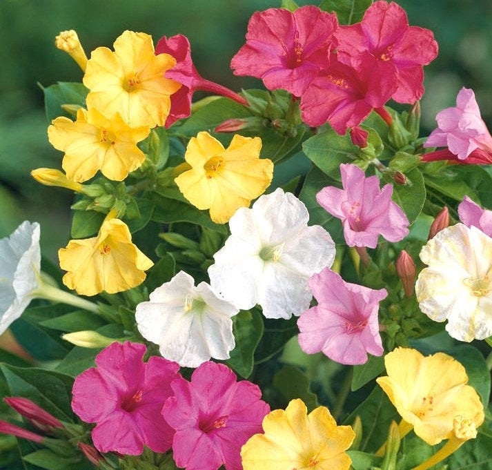 Beautiful Marvel of Peru 30 seeds - Vesta Market