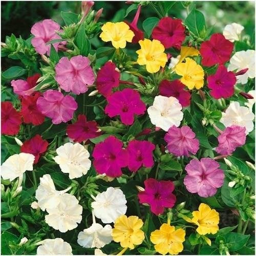 Beautiful Marvel of Peru 30 seeds - Vesta Market