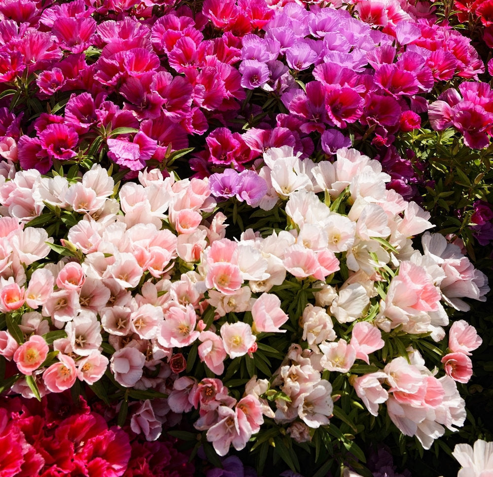 Satin Godetia Mixed Colors 500 seeds Vesta Market