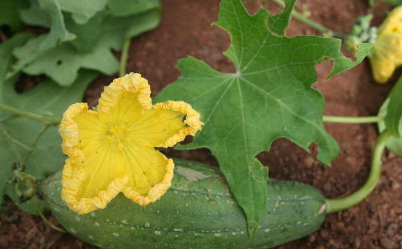 Sponge Gourd 10 seeds Vesta Market