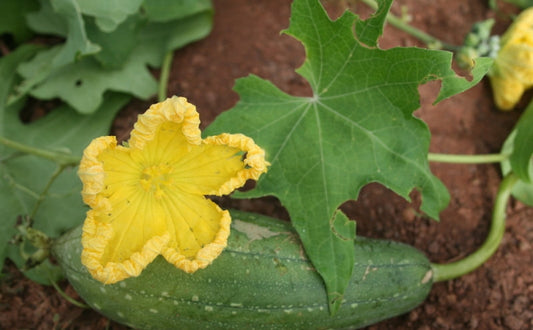 Sponge Gourd 10 seeds Vesta Market