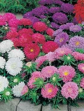 Aster Tall Princess Mixed Colors 100 seeds - Vesta Market